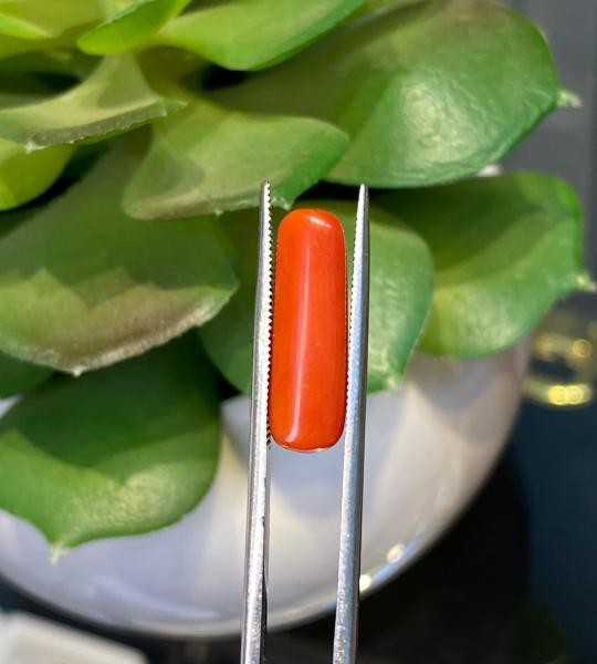 Natural Coral – 5.145 Ct