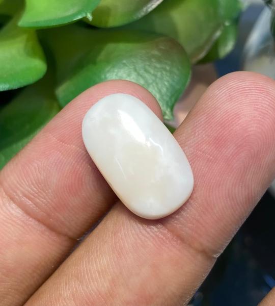 Natural Coral – 14.560 Ct